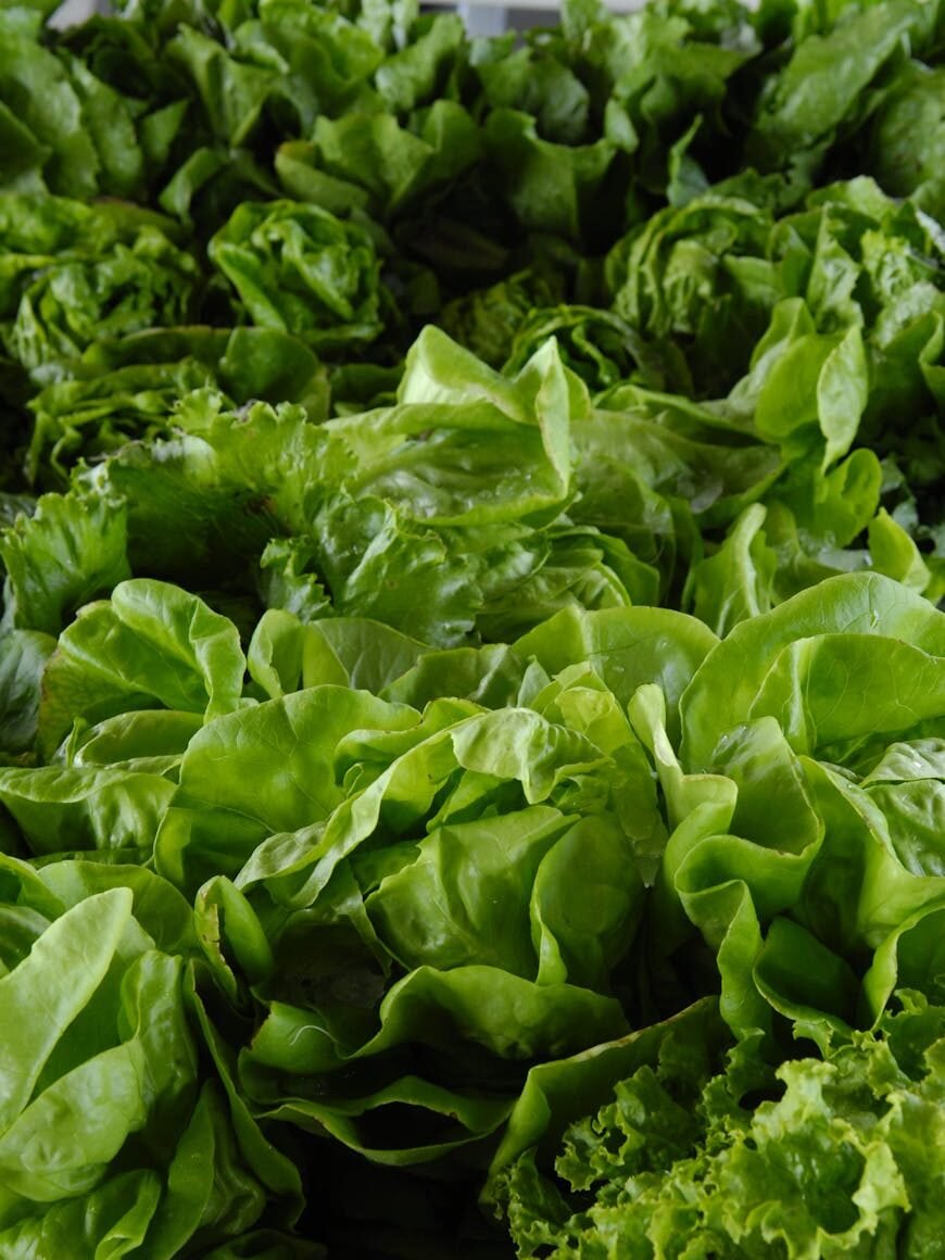 A vibrant collection of fresh green lettuce leaves showcasing organic and healthy produce.